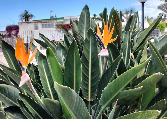 & Peaceful Garden - 1 Bed With Swimming Pool Διαμέρισμα Πουέρτο Ντε Λα Κρουζ